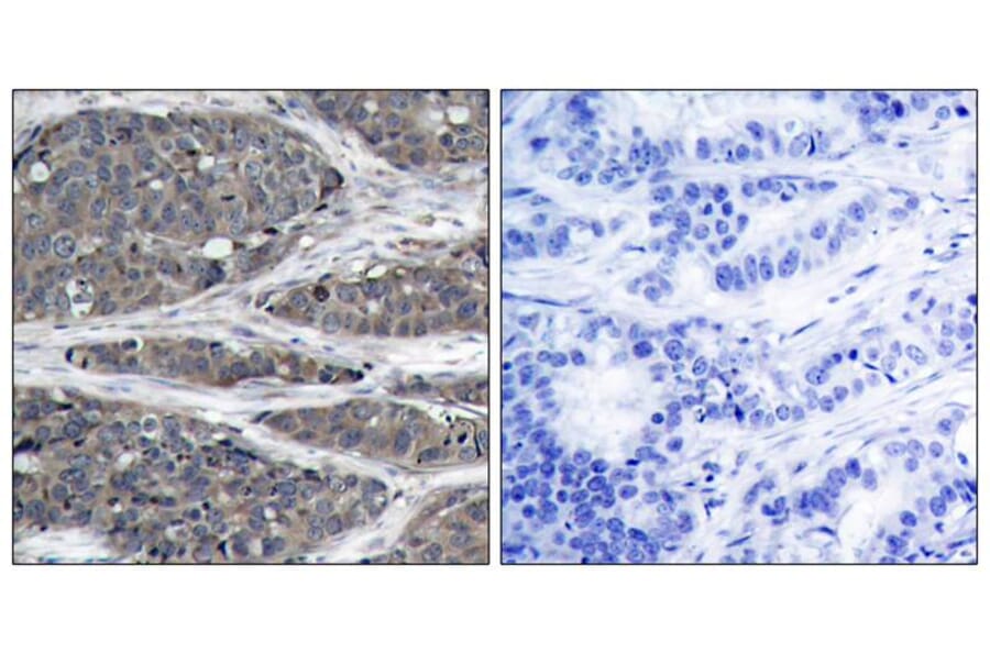 Immunohistochemistry - NFkB-p105 (Ab-932) Antibody from Signalway Antibody (21243) - Antibodies.com