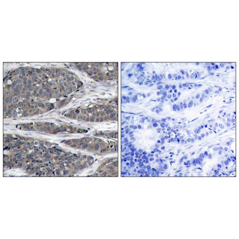 Immunohistochemistry - NFkB-p105 (Ab-932) Antibody from Signalway Antibody (21243) - Antibodies.com