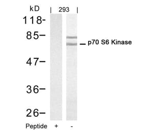 Western blot - p70 S6 Kinase (Ab-421) Antibody from Signalway Antibody (21246) - Antibodies.com