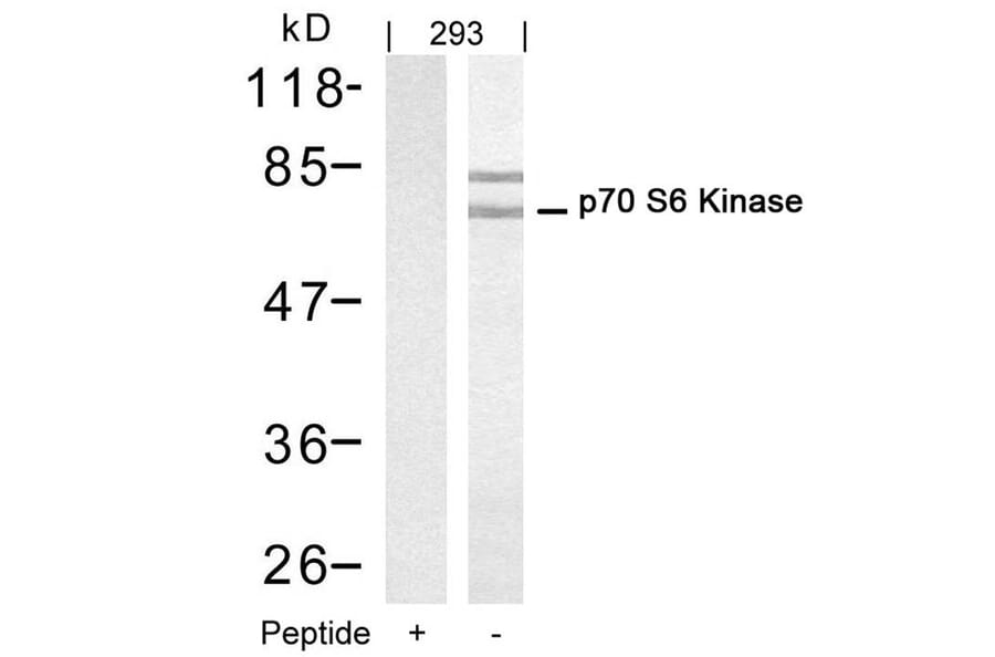 Western blot - p70 S6 Kinase (Ab-421) Antibody from Signalway Antibody (21246) - Antibodies.com
