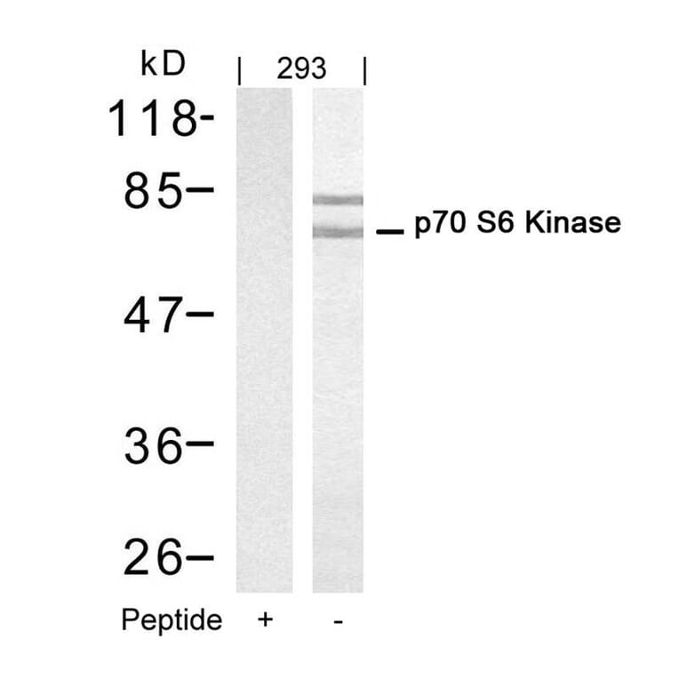 Western blot - p70 S6 Kinase (Ab-421) Antibody from Signalway Antibody (21246) - Antibodies.com