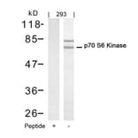 Western blot - p70 S6 Kinase (Ab-421) Antibody from Signalway Antibody (21246) - Antibodies.com