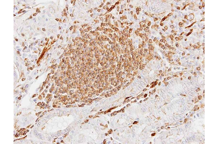 Immunohistochemistry - alpha sarcomeric Actin antibody from Signalway Antibody (22958) - Antibodies.com