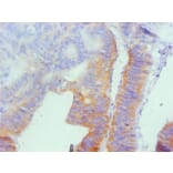 Immunohistochemistry - Osteopontin Monoclonal Antibody from Signalway Antibody (42036) - Antibodies.com