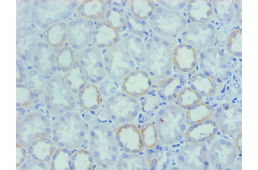 Immunohistochemistry - Osteopontin Monoclonal Antibody from Signalway Antibody (42036) - Antibodies.com