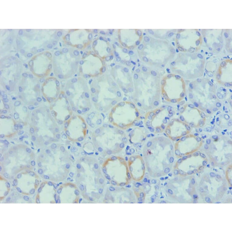 Immunohistochemistry - Osteopontin Monoclonal Antibody from Signalway Antibody (42036) - Antibodies.com