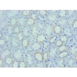 Immunohistochemistry - Osteopontin Monoclonal Antibody from Signalway Antibody (42036) - Antibodies.com