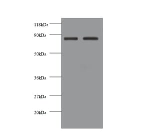 Cadherin-12 Polyclonal Antibody from Signalway Antibody (42564) - Antibodies.com