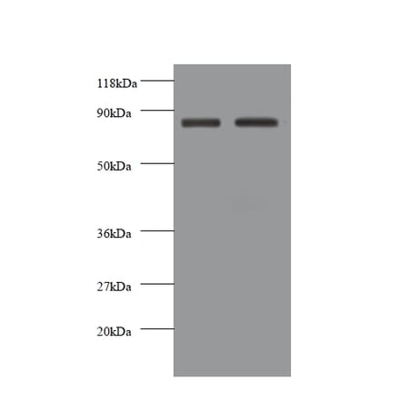 Cadherin-12 Polyclonal Antibody from Signalway Antibody (42564) - Antibodies.com