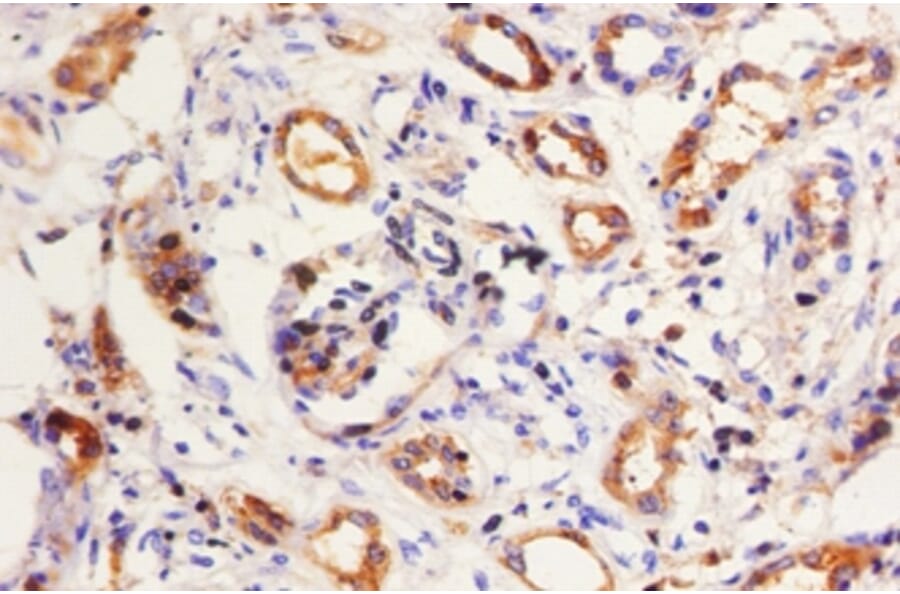 Immunohistochemistry - Kininogen-1 Polyclonal Antibody from Signalway Antibody (42586) - Antibodies.com