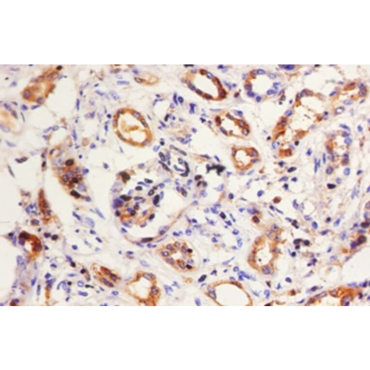 Immunohistochemistry - Kininogen-1 Polyclonal Antibody from Signalway Antibody (42586) - Antibodies.com