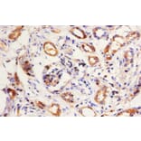 Immunohistochemistry - Kininogen-1 Polyclonal Antibody from Signalway Antibody (42586) - Antibodies.com