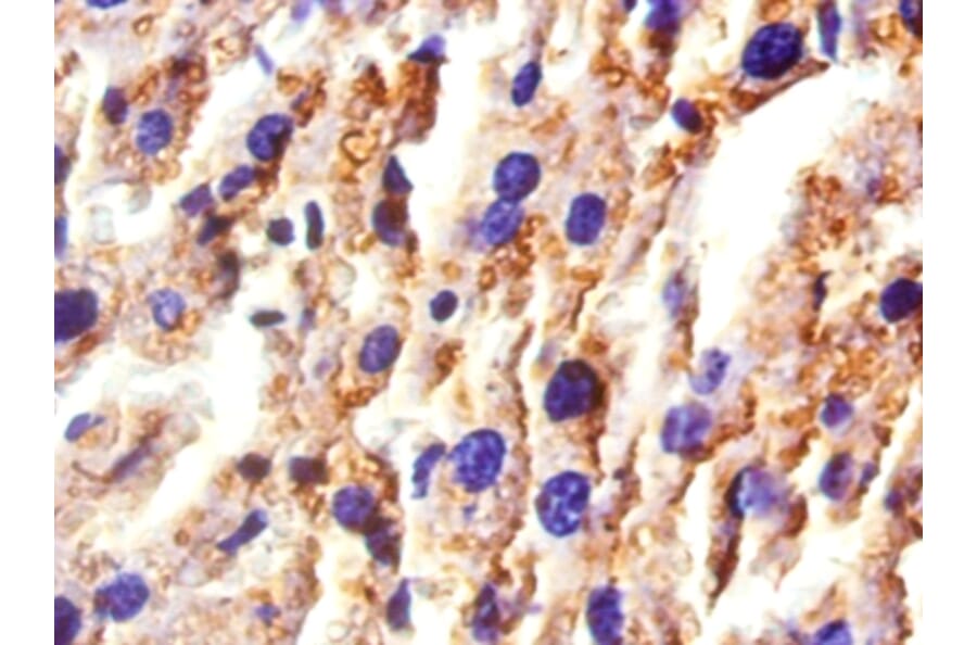 Immunohistochemistry - Haptoglobin Polyclonal Antibody from Signalway Antibody (42609) - Antibodies.com