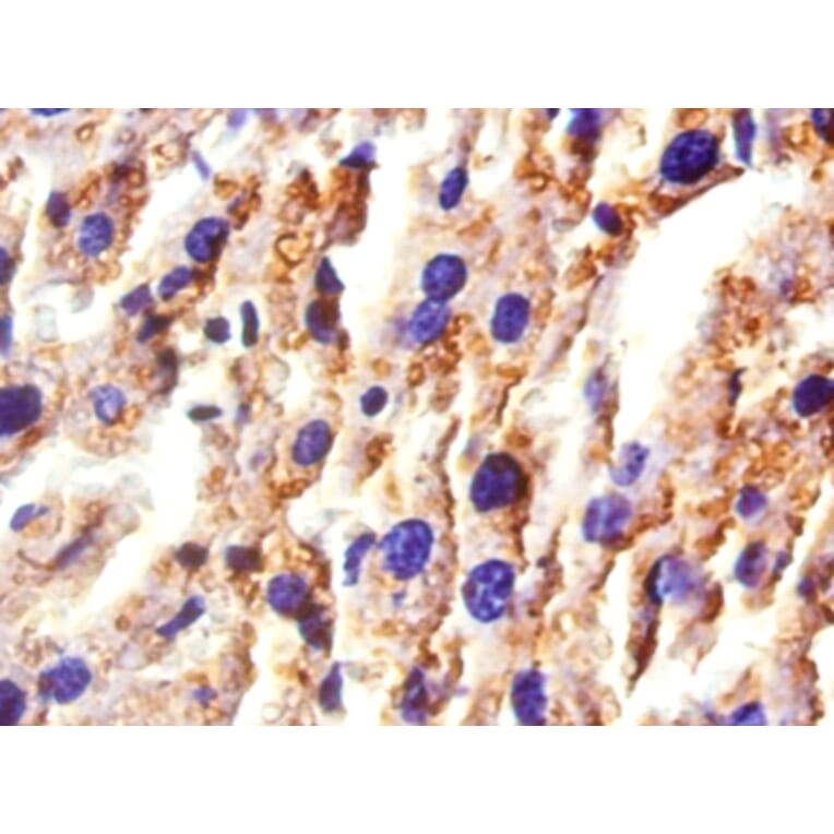 Immunohistochemistry - Haptoglobin Polyclonal Antibody from Signalway Antibody (42609) - Antibodies.com