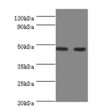 Sialidase-3 Polyclonal Antibody from Signalway Antibody (42611) - Antibodies.com