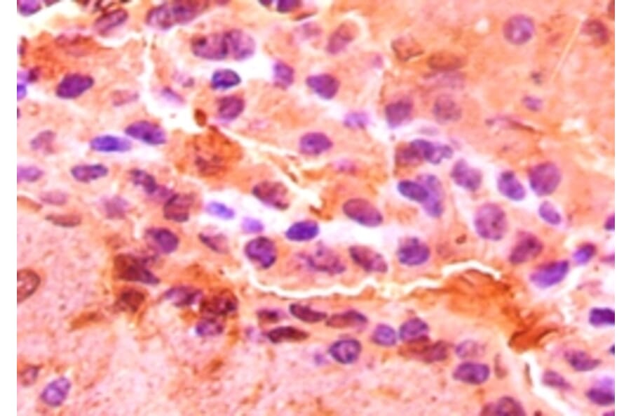 Immunohistochemistry - Aspartate aminotransferase, cytoplasmic Polyclonal Antibody from Signalway Antibody (42188)