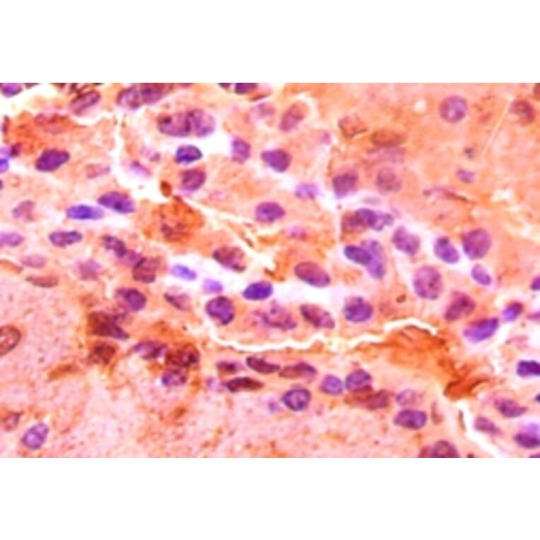 Immunohistochemistry - Aspartate aminotransferase, cytoplasmic Polyclonal Antibody from Signalway Antibody (42188)