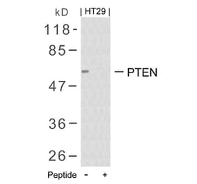 Western blot - PTEN (Ab-380/382/383) Antibody from Signalway Antibody (21056) - Antibodies.com