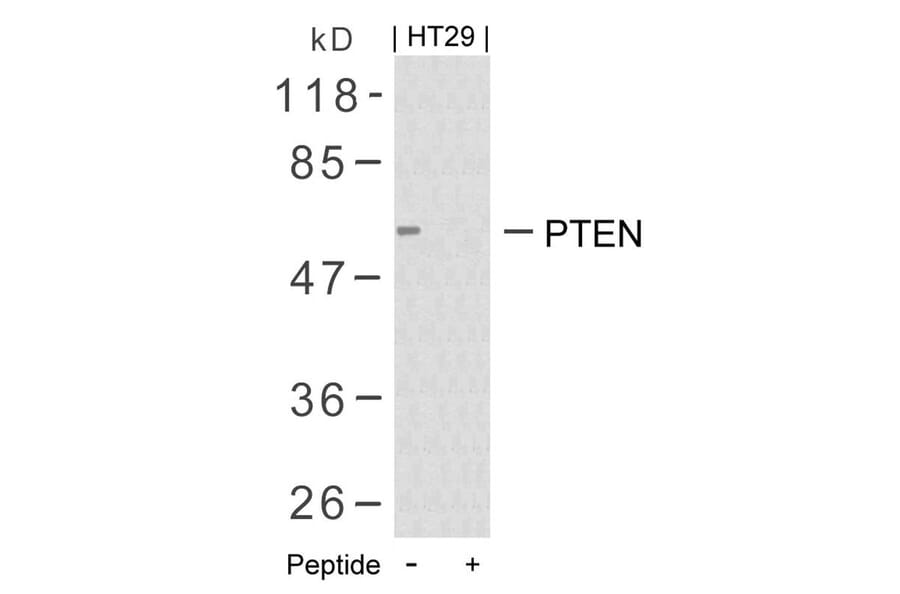Western blot - PTEN (Ab-380/382/383) Antibody from Signalway Antibody (21056) - Antibodies.com