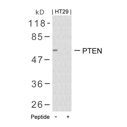 Western blot - PTEN (Ab-380/382/383) Antibody from Signalway Antibody (21056) - Antibodies.com