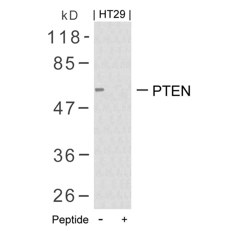 Western blot - PTEN (Ab-380/382/383) Antibody from Signalway Antibody (21056) - Antibodies.com