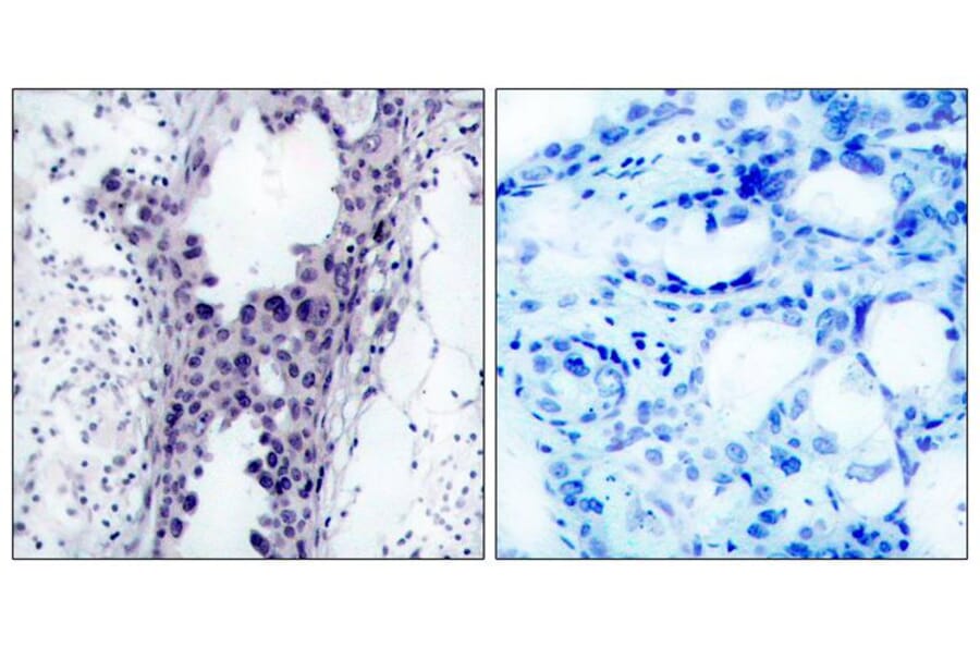 Immunohistochemistry - PTEN (Ab-380/382/383) Antibody from Signalway Antibody (21056) - Antibodies.com