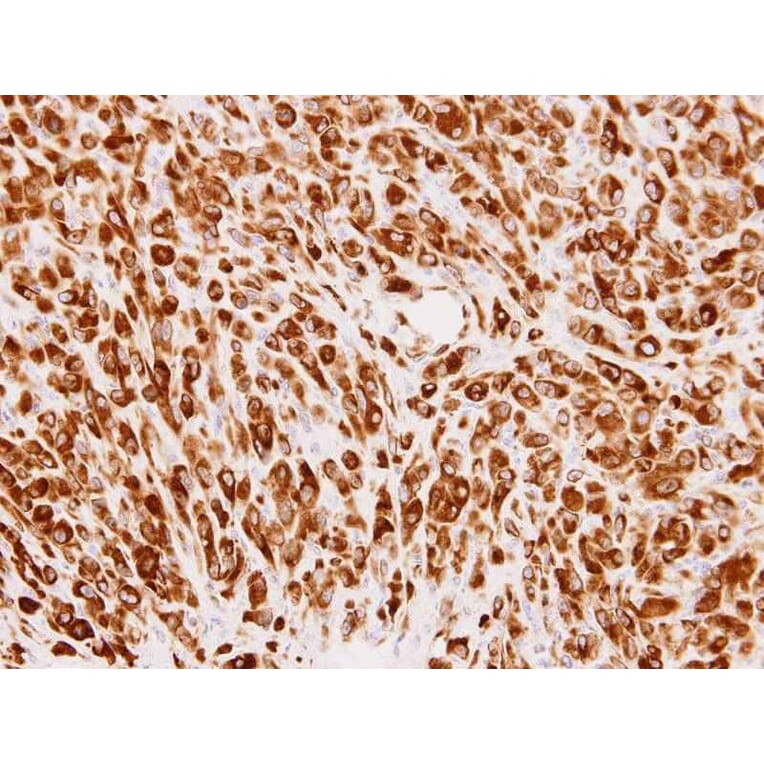 Immunohistochemistry - Phosphomannomutase 2 antibody from Signalway Antibody (22237) - Antibodies.com