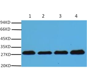 Western blot - PCNA Mouse Monoclonal Antibody from Signalway Antibody (37978) - Antibodies.com