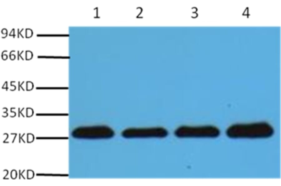Western blot - PCNA Mouse Monoclonal Antibody from Signalway Antibody (37978) - Antibodies.com