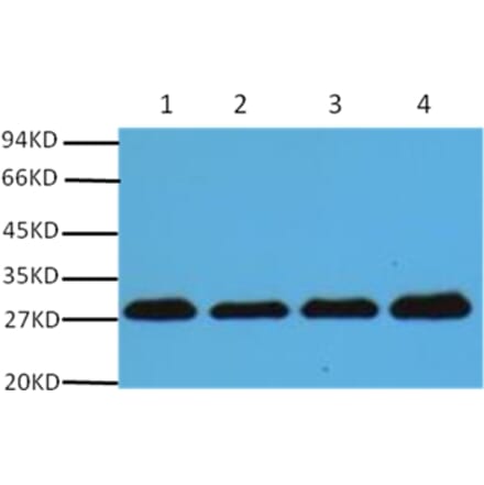 Western blot - PCNA Mouse Monoclonal Antibody from Signalway Antibody (37978) - Antibodies.com