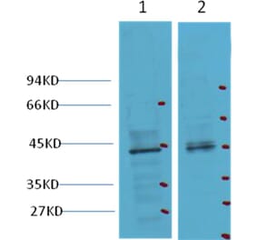 Western blot - CDX2 Mouse Monoclonal Antibody from Signalway Antibody (38012) - Antibodies.com