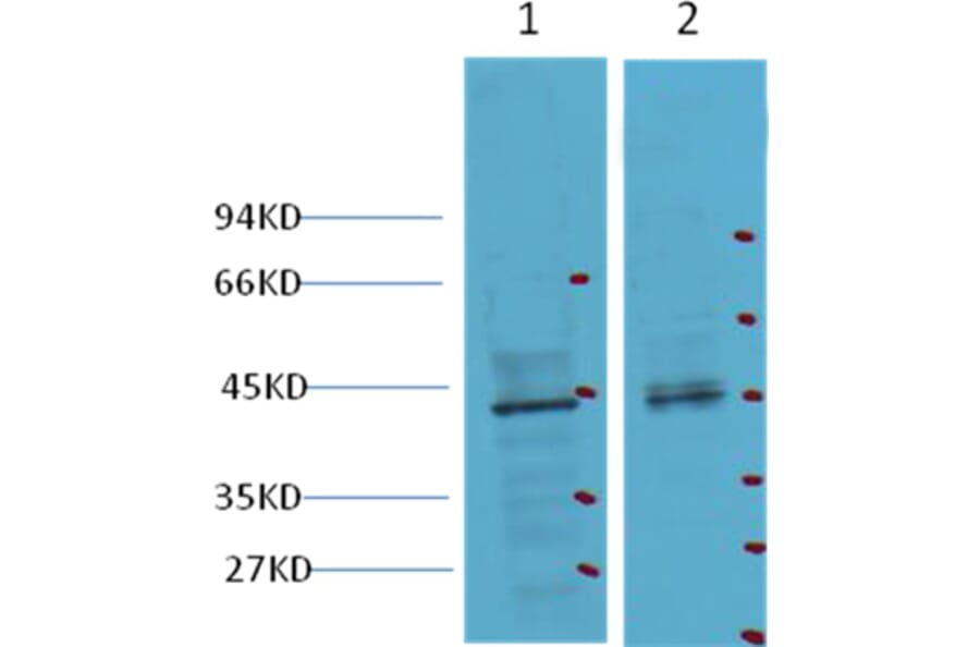 Western blot - CDX2 Mouse Monoclonal Antibody from Signalway Antibody (38012) - Antibodies.com