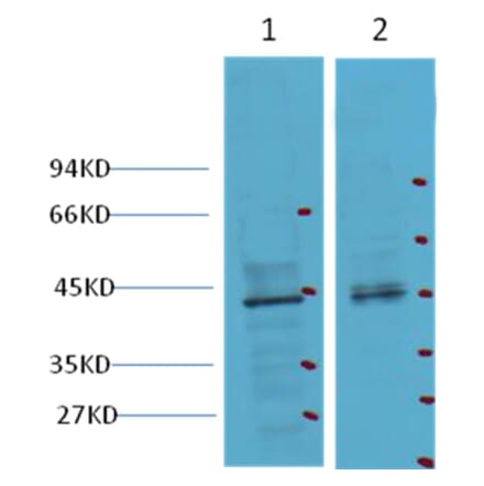 Western blot - CDX2 Mouse Monoclonal Antibody from Signalway Antibody (38012) - Antibodies.com