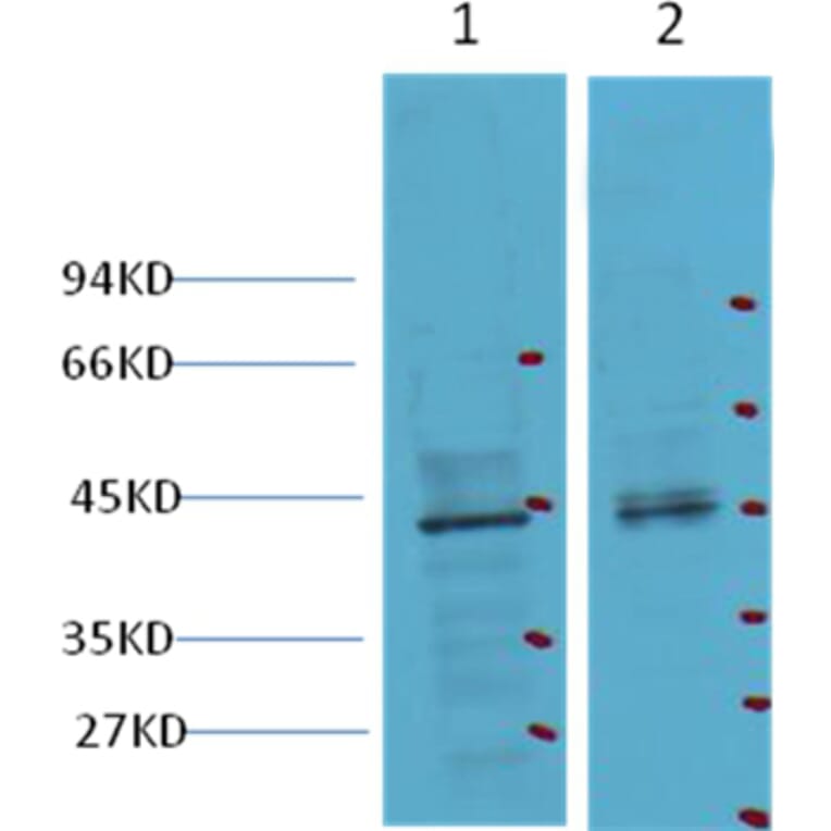 Western blot - CDX2 Mouse Monoclonal Antibody from Signalway Antibody (38012) - Antibodies.com