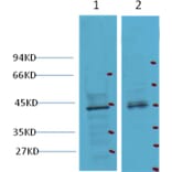 Western blot - CDX2 Mouse Monoclonal Antibody from Signalway Antibody (38012) - Antibodies.com