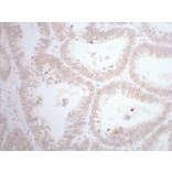 CDX2 Mouse Monoclonal Antibody from Signalway Antibody (38012) - Antibodies.com