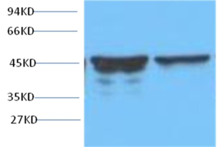 Western blot - GFAP Mouse Monoclonal Antibody from Signalway Antibody (38014) - Antibodies.com