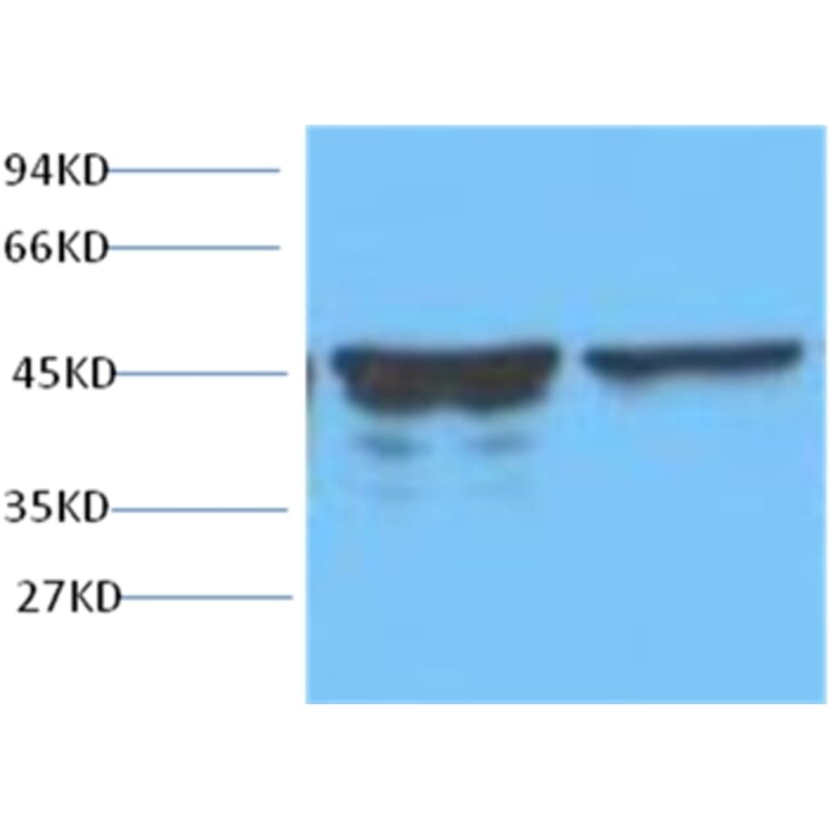 Western blot - GFAP Mouse Monoclonal Antibody from Signalway Antibody (38014) - Antibodies.com
