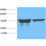 Western blot - GFAP Mouse Monoclonal Antibody from Signalway Antibody (38014) - Antibodies.com