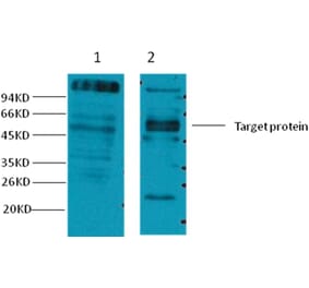 Western blot - CD23 Mouse Monoclonal Antibody from Signalway Antibody (38039) - Antibodies.com
