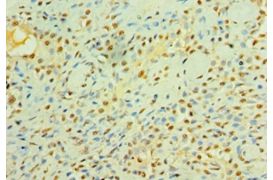 Immunohistochemistry - Cystatin-C Polyclonal Antibody from Signalway Antibody (42452) - Antibodies.com