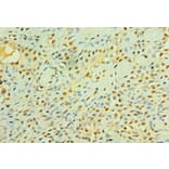 Immunohistochemistry - Cystatin-C Polyclonal Antibody from Signalway Antibody (42452) - Antibodies.com