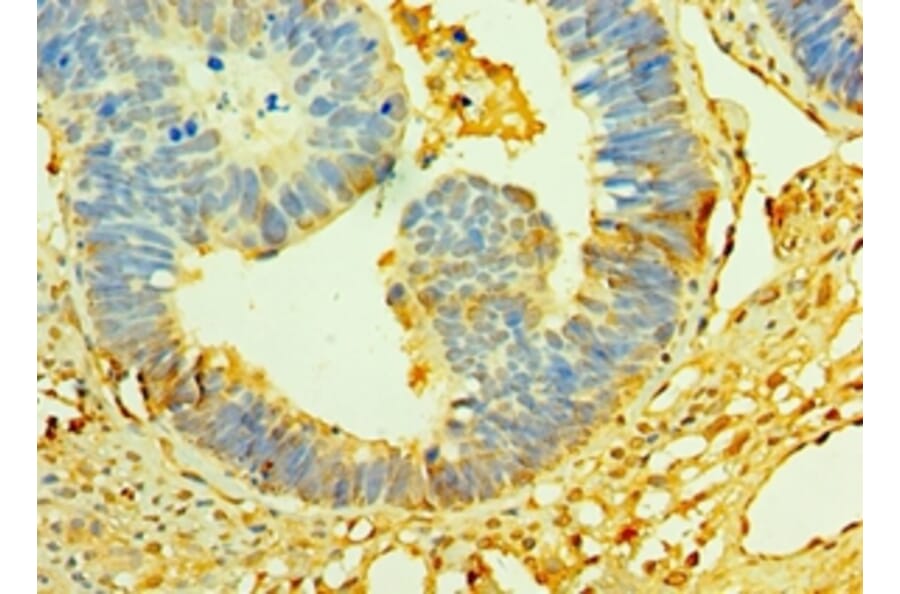 Immunohistochemistry - Cystatin-C Polyclonal Antibody from Signalway Antibody (42452) - Antibodies.com