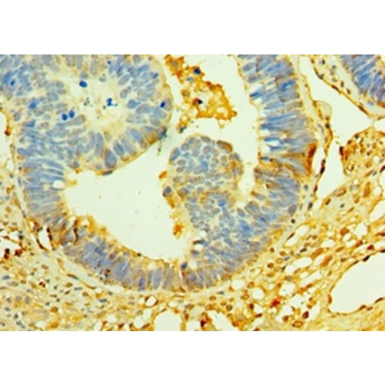 Immunohistochemistry - Cystatin-C Polyclonal Antibody from Signalway Antibody (42452) - Antibodies.com