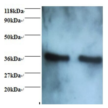 Annexin A5 Polyclonal Antibody from Signalway Antibody (42457) - Antibodies.com