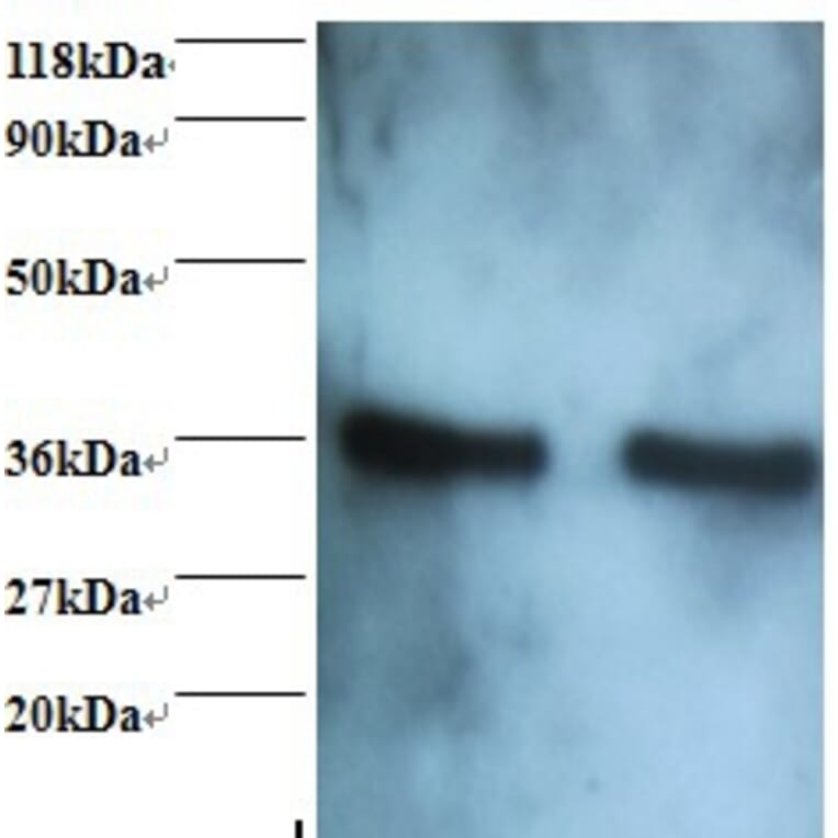 Annexin A5 Polyclonal Antibody from Signalway Antibody (42457) - Antibodies.com