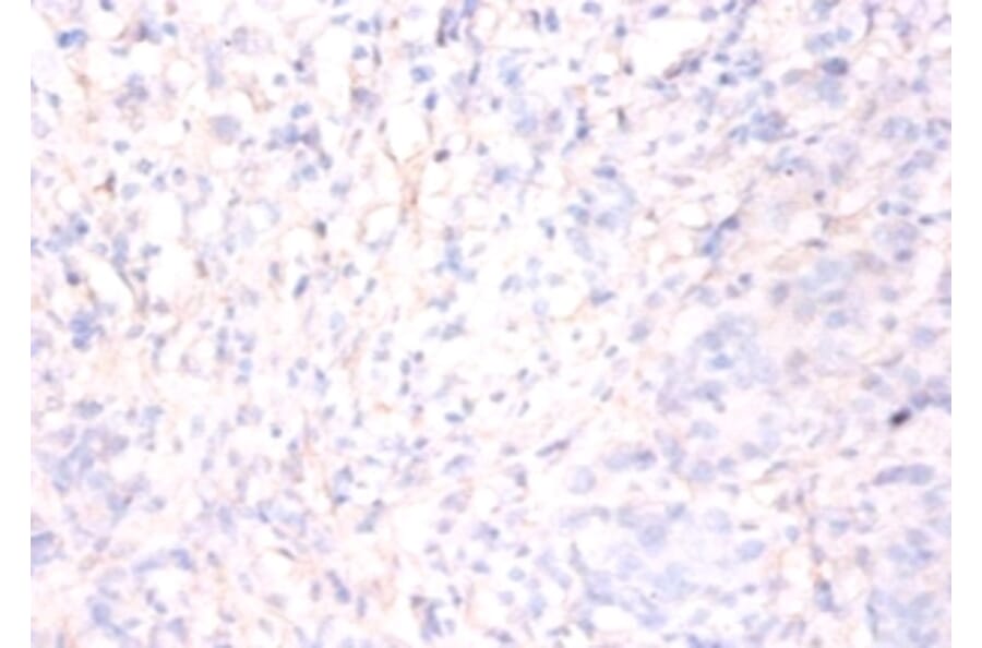 Immunohistochemistry - Annexin A5 Polyclonal Antibody from Signalway Antibody (42457) - Antibodies.com