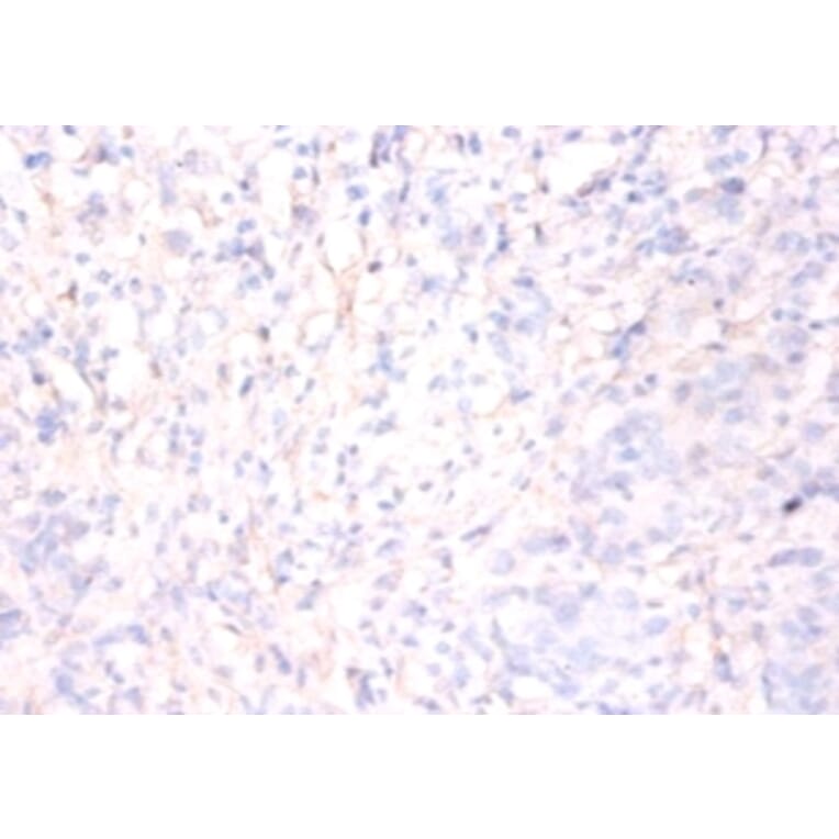 Immunohistochemistry - Annexin A5 Polyclonal Antibody from Signalway Antibody (42457) - Antibodies.com