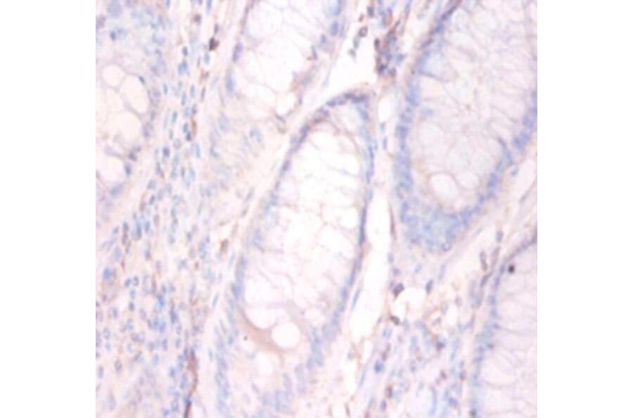 Immunohistochemistry - Annexin A5 Polyclonal Antibody from Signalway Antibody (42457) - Antibodies.com