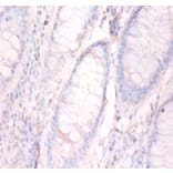 Immunohistochemistry - Annexin A5 Polyclonal Antibody from Signalway Antibody (42457) - Antibodies.com